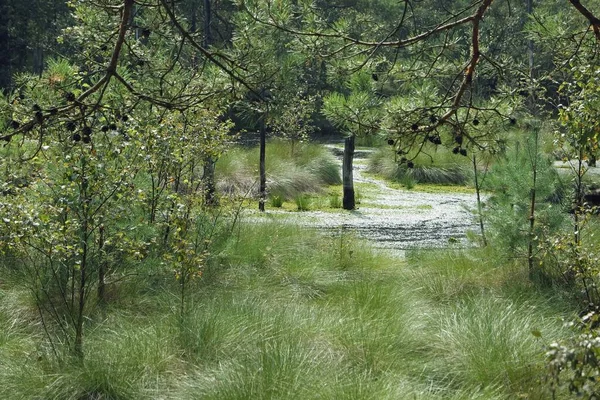 Pântano terra pietzmoor na alemanha — Fotografia de Stock