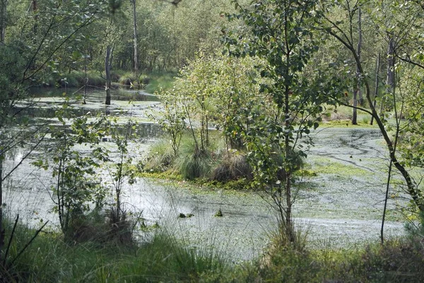 Marécage pietzmoor terres en Allemagne — Photo