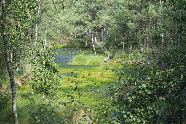 Terreno paludoso pietzmoor in Germania — Foto Stock