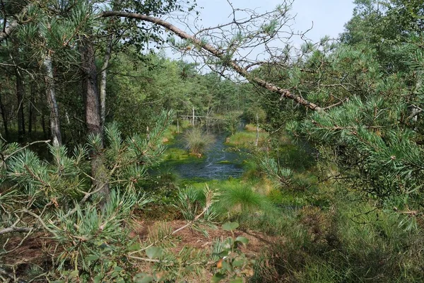 Mocsári föld pietzmoor Németországban — Stock Fotó