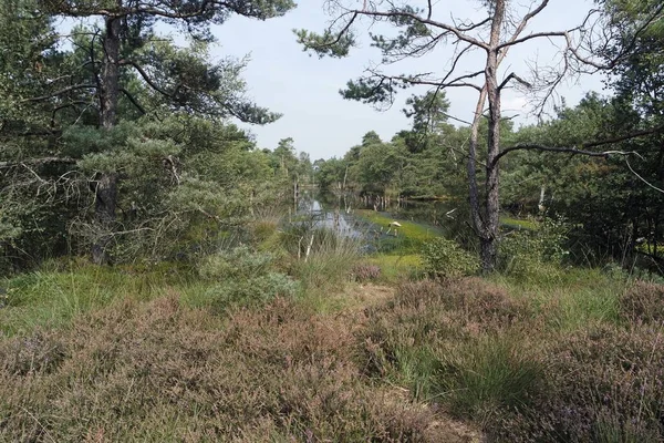 Swamp land pietzmoor in germany — Stock Photo, Image