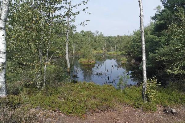 Swamp land pietzmoor in germany — Stock Photo, Image