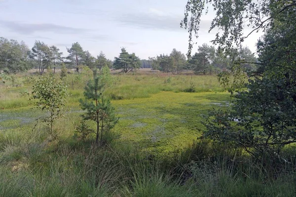 Swamp land pietzmoor in germany — Stock Photo, Image