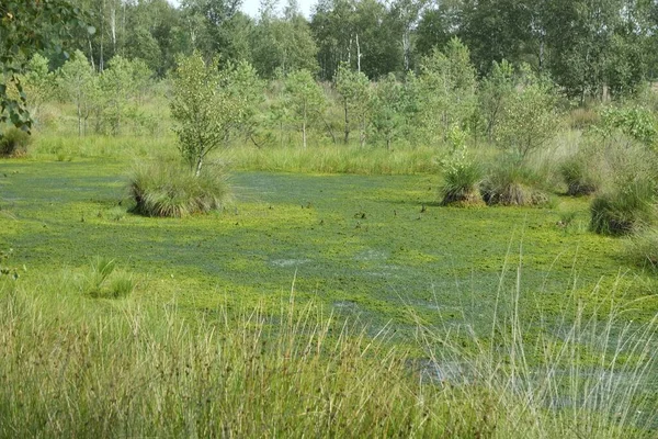 Pantano tierra pietzmoor en Alemania — Foto de Stock