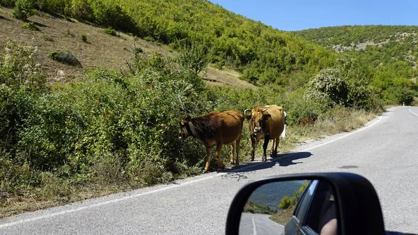 Cows on a public road in northern macedonia — Stock Photo, Image