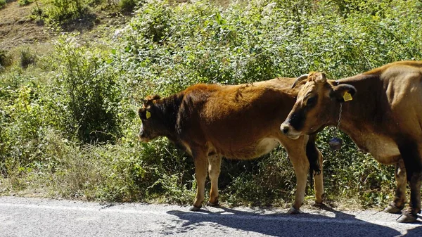 Cows on a public road in northern macedonia — Stock Photo, Image