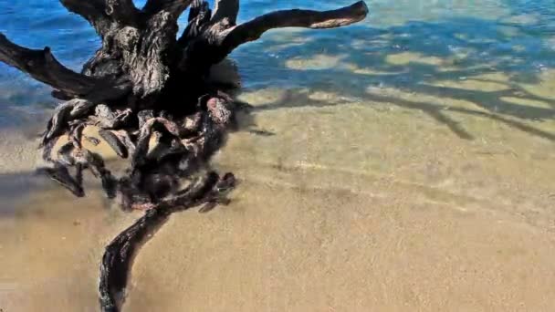 Крупним Планом Корінь Дерева Піщаному Пляжі Тропічним Літнім Фоном — стокове відео