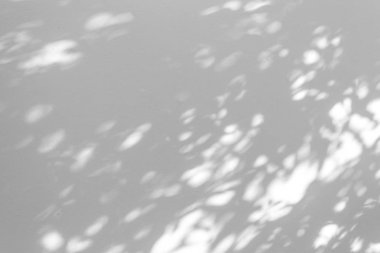 Beyaz duvar soyut arka plan üzerinde yaprakların gölge bulanıklığı.