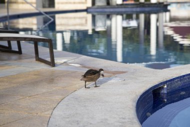 Yaban ördeğim Havuzu