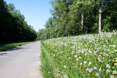Ortak karahindiba, karahindiba