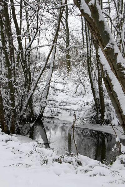 Forêt en hiver au ruisseau — Photo
