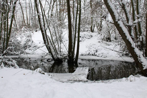 Floresta no inverno — Fotografia de Stock