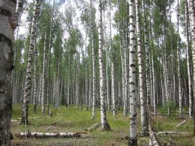 ormanda yaz yürüyüşü