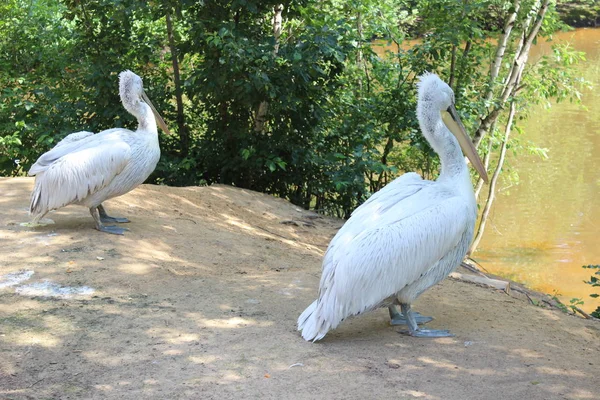 Vida Pássaros Zoológico — Fotografia de Stock