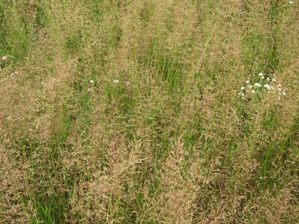 Tapijt Van Gras Bladen — Stockfoto