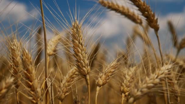 Vento che soffia nella piantagione di grano da vicino — Video Stock