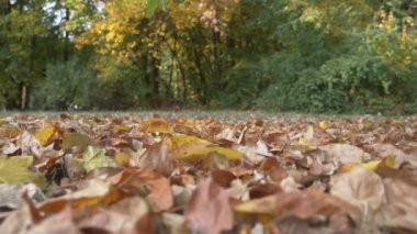 Sonbahar yaprakları yavaş hareket içinde Forrest katta düşen