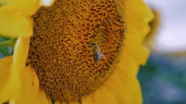 Arı pollenizing güneş çiçek yakın yukarı