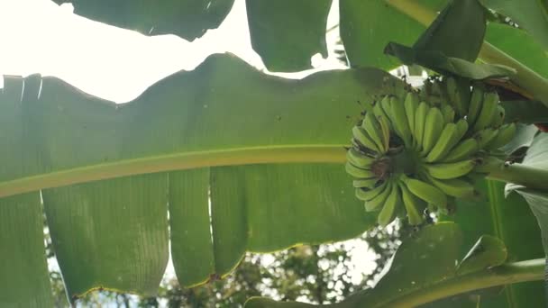 Baby bananer i banan trädet — Stockvideo