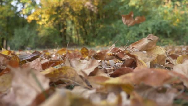 Herbstfarbene Blätter fallen in Zeitlupe — Stockvideo