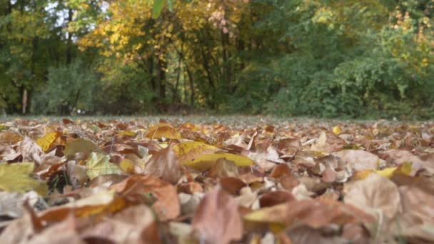 Foglie d'autunno cadono al rallentatore sul pavimento del forrest — Video Stock
