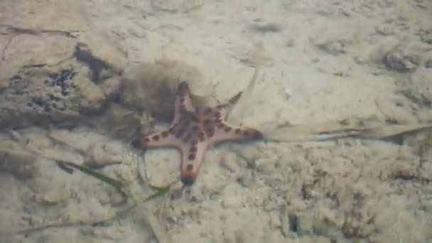 Gyönyörű tengeri csillag a sekély vízben — Stock videók