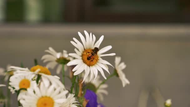 蜜蜂在慢动作中飞在花上 — 图库视频影像
