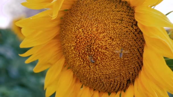 Abelha pollenizing flor do sol fechar em câmera lenta — Vídeo de Stock