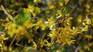 Baharda sarı çiçekler ile çiçeklenme ağacı