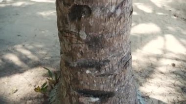 Hindistan cevizi ağacı gövde yakın çekim