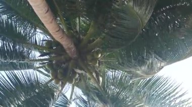 Birçok büyük hindistancevizi ile Hindistan cevizi ağacı