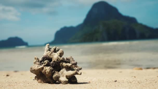 Gros corail mort sur une plage tropicale — Video