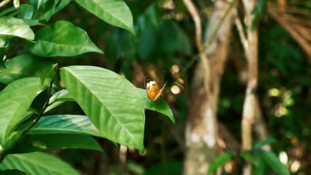 Mariposa sobre hojas — Vídeo de stock