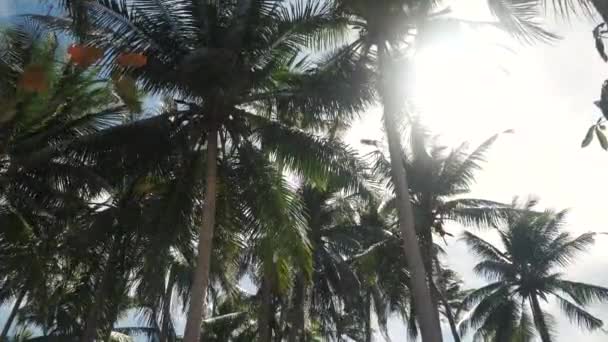 Kokospalmen plantage kantelen van de top tot de grond — Stockvideo