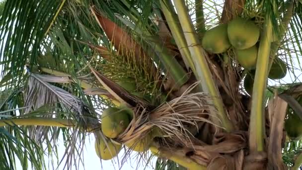 Árbol de coco con coco — Vídeo de stock