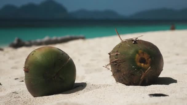 Kokosnoten op een wit tropisch strand — Stockvideo
