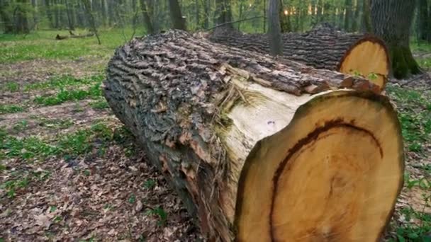 Déforestation et arbres coupés et grumes dans la forêt 