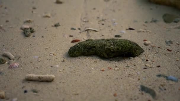 Мертві корали і мушлі на тропічному пляжі — стокове відео
