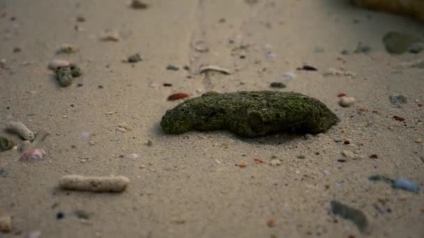 Corales muertos y conchas en una playa tropical — Vídeo de stock