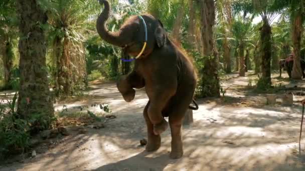 Bebé elefante bailando con hula hoop — Vídeos de Stock