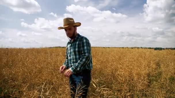 Control del agricultor listo para cosechar la plantación de canola — Vídeos de Stock