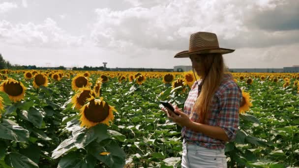 Farmer girl typing on the smartphone near sun flower plantation — Stock Video