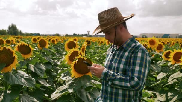 Farmář, který se nachází na smartphone do slunečnicové plantáže — Stock video