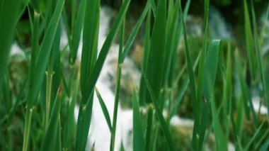 Çim arkasında şelale ile yakın