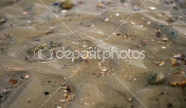 Krab sahilde yemek arıyor