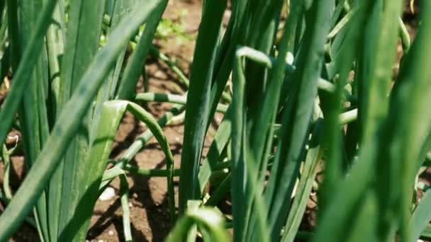 Green onion leaves plantation close up — Stock Video