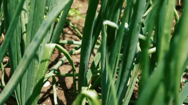 Grön lök blad plantage närbild — Stockvideo