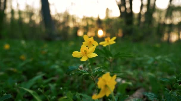 Plancher forestier vert au début du printemps avec de nombreuses fleurs — Video