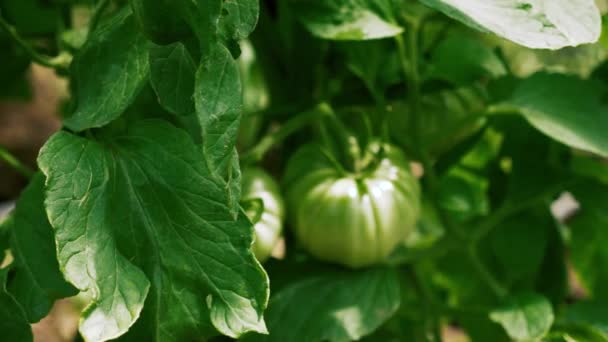 Verse groene tomaten close-up — Stockvideo
