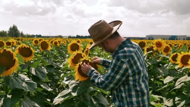 Великий палець щасливий фермер перевіряє соняшник — стокове відео